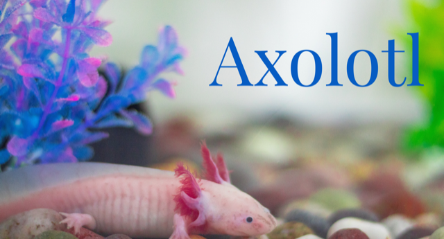 Axolotl - Wassermonster oder Haustier?